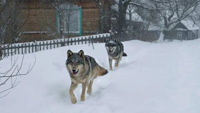 В голодный сезон волки не боятся ходить в селения людей. |Фото: mordovmedia.ru.