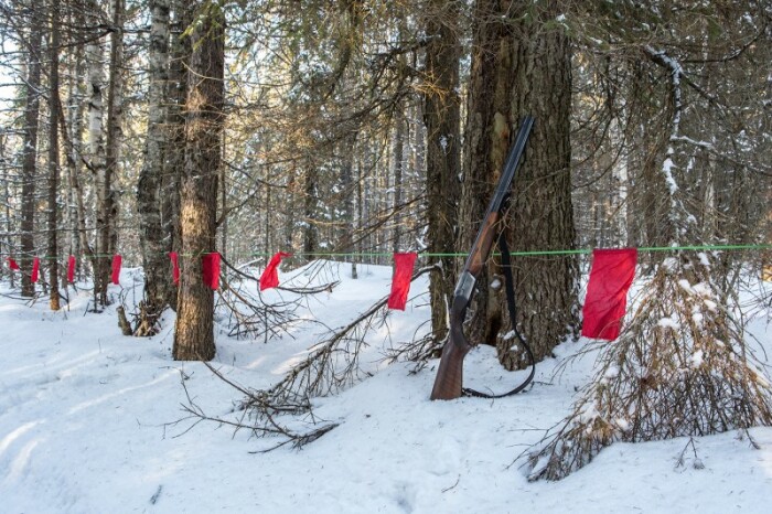 Волки боятся на красных флажков, а того чего они пахнут. |Фото: rk.karelia.ru.