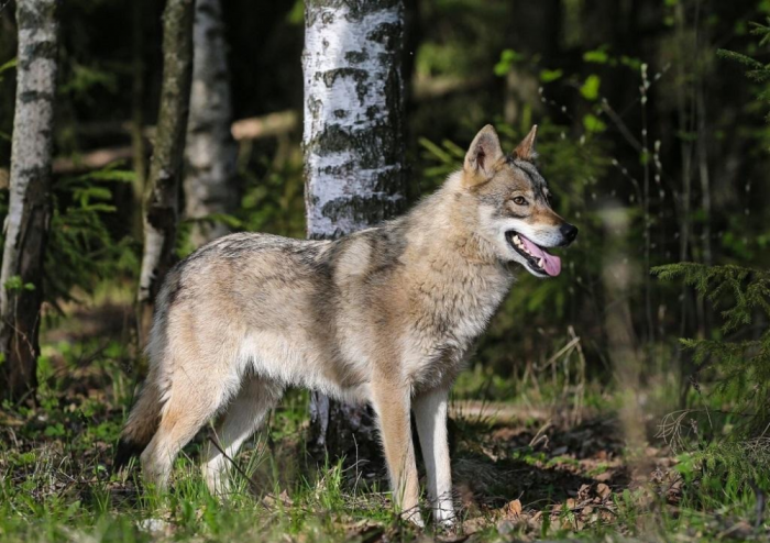 Волки крупнее. /Фото: hunting.ru.