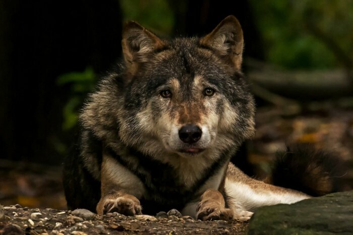 Скорее всего волк посмотрит и уйдет. |Фото: wp-s.ru.