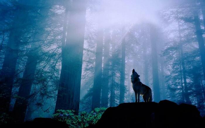 Один волк нападать не будет. |Фото: coolsen.ru.