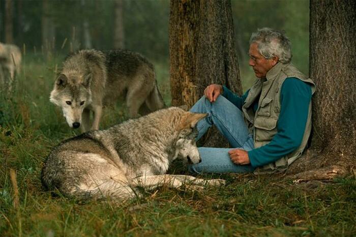 Волки милые, когда не голодные. ¦Фото: wordlesstech.com.