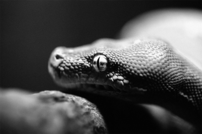 Змея - ключевая фигура в религии вуду.