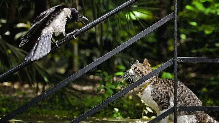 Даже серая ворона - это не добыча, это боец и охотник. |Фото: t-online.de.