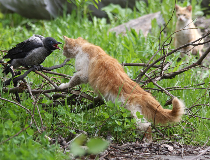 Целенаправленно кошки на ворон не охотятся. ¦Фото: stihi.ru.