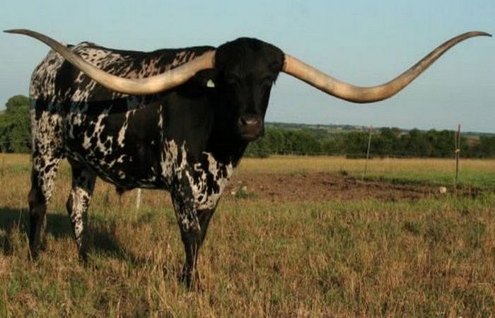 Самые длинные рога у быка.