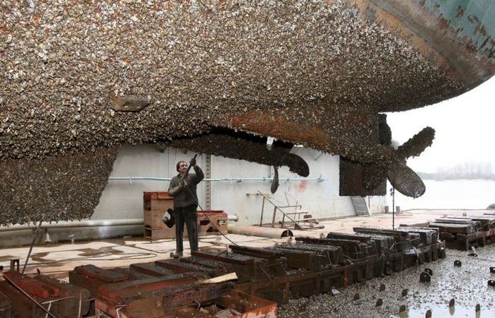 Дно корабля обратает всяким. Дно корабля обратает всяким.