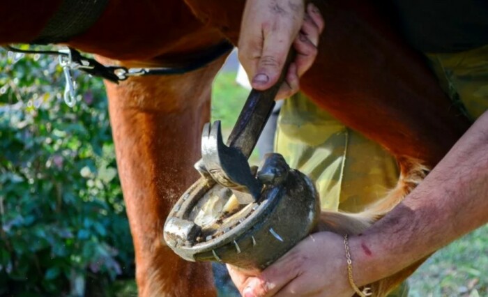 Подковывают лошадь не просто так. |Фото: tainy.net.