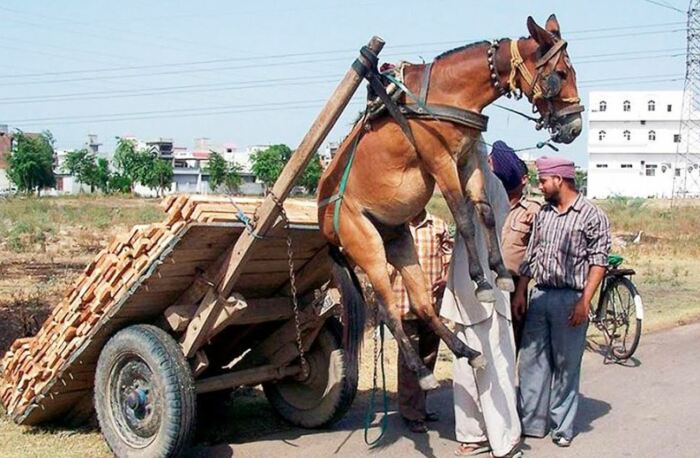 Подковывают не только лошадей. |Фото: yaplakal.com.