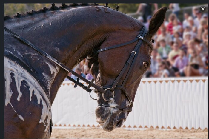 Как и люди, лошади потеют всем телом. |Фото: krasivosti.pro.