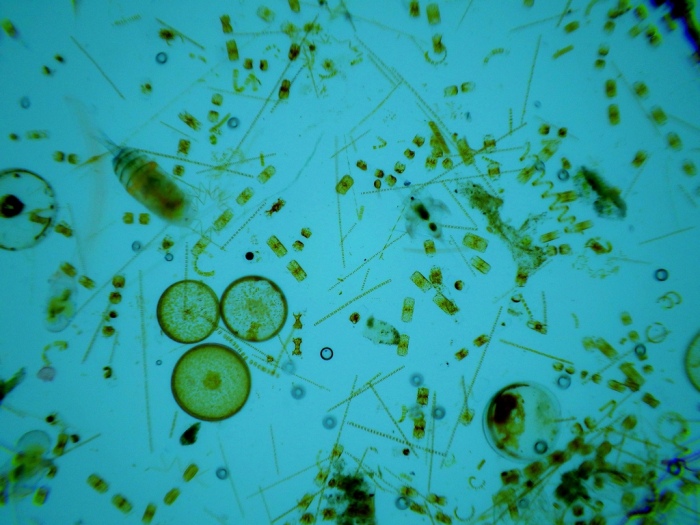 Всему виной фитопланктон. |Фото: Twitter.