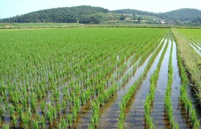 Мировой лидер - Китай.