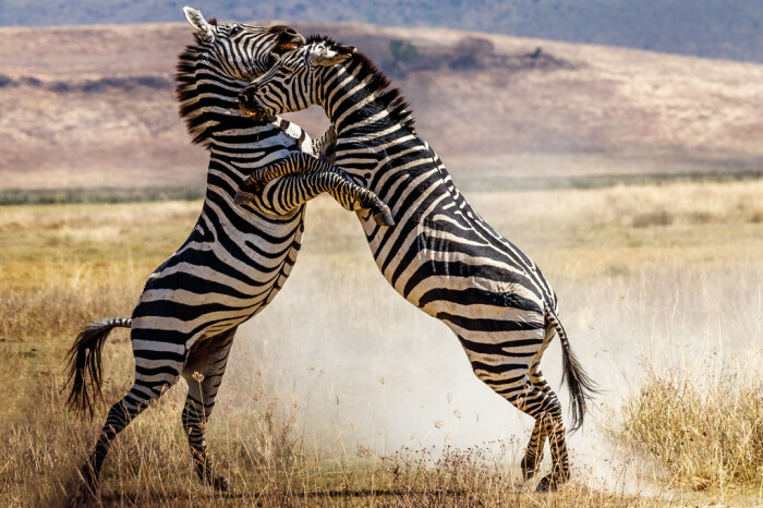 Зебры ужасно буйные животные. |Фото: krasivoe-foto.ru.
