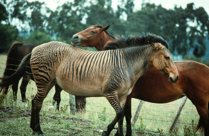 Зебры и домашние лошади прямые родственники, могут даже скрещиваться. |Фото: mrhvost.com.