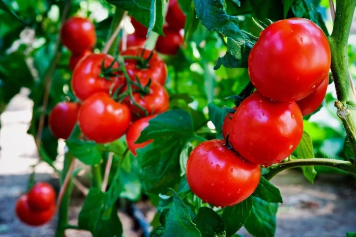 С большой осторожностью используем золу для помидоров. |Фото: polsov.com.