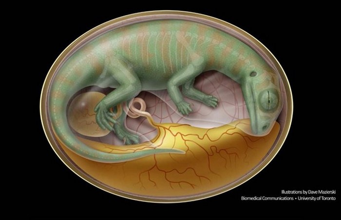 Эмбрионы динозавров.