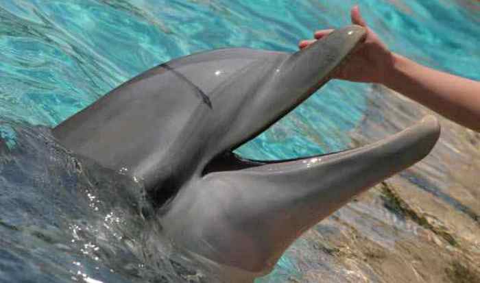 Невилл Роу - контактёр с дельфинами.