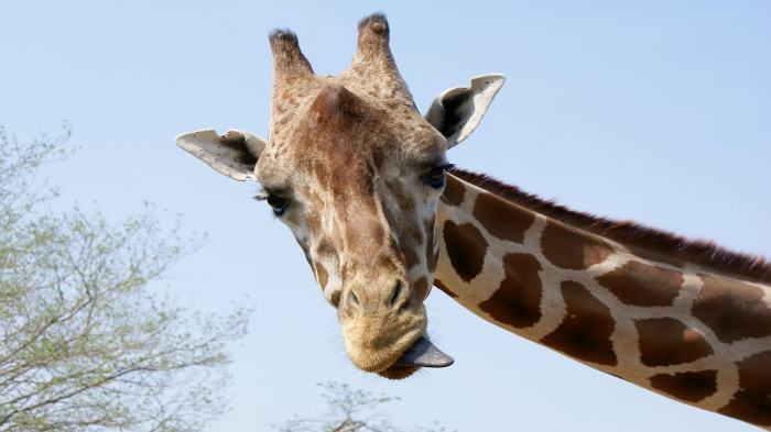 Жираф - рекордсмен по длине шеи.