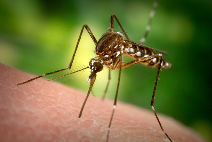 Как избавиться от комаров без химии.