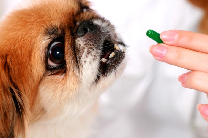 Таблетки, контролирующие размножение собак.