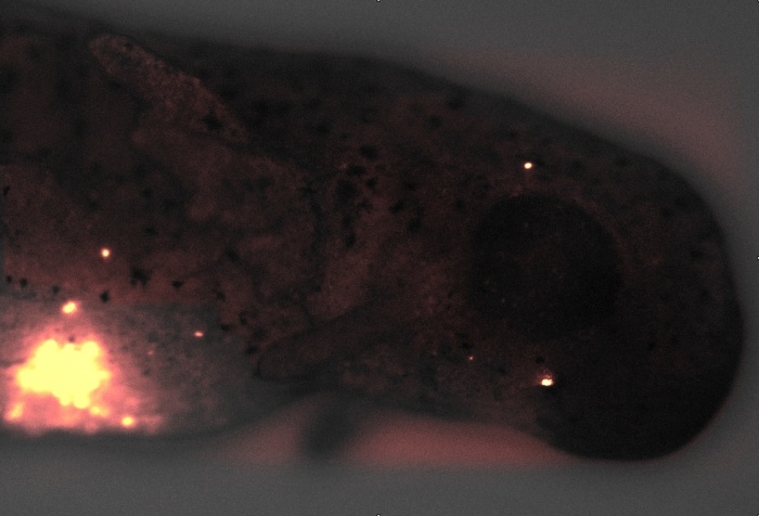 Эмбрион саламандры с большим количеством клеток водорослей внутри тканей. 