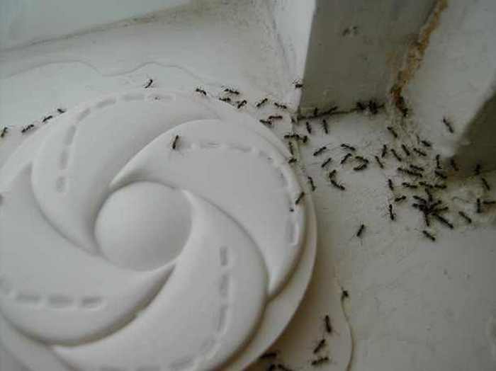 Борьба с муравьями.