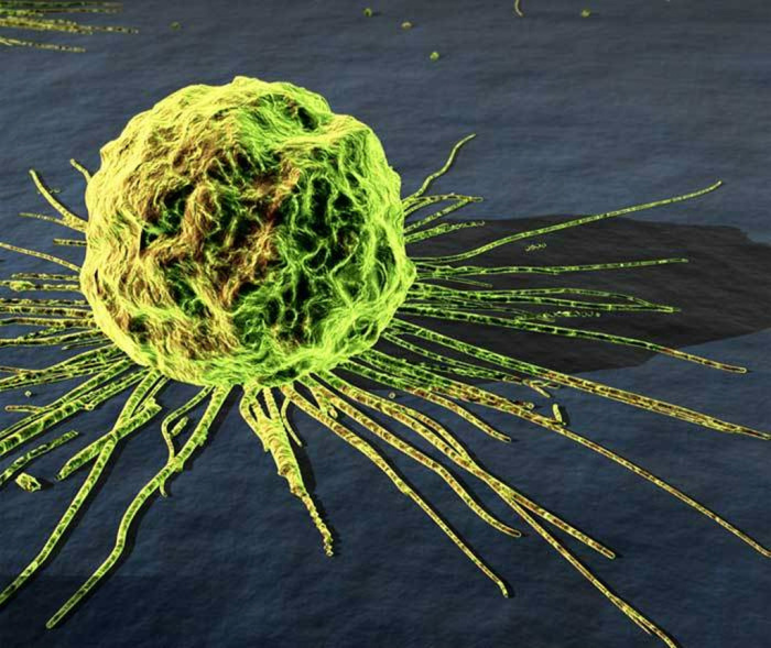 Виагра - действенно средство борьбы с раковыми клетками.