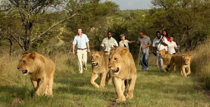 Прогулка со львами в отеле Protea Hotel Ranch Resort в ЮАР