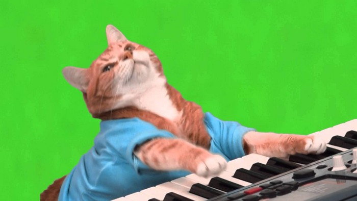 Знаменитый кот на YouTube
