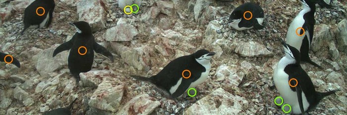 Вакансия счетчика пингвинов в Антарктиде от Оксфорда