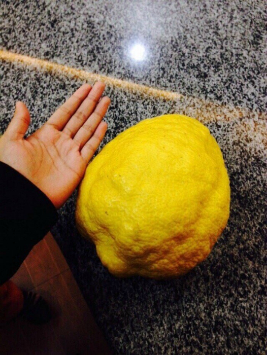 Гигантский лимон.