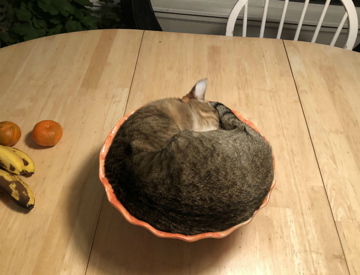 Кот в тарелке. | Фото: reddit.