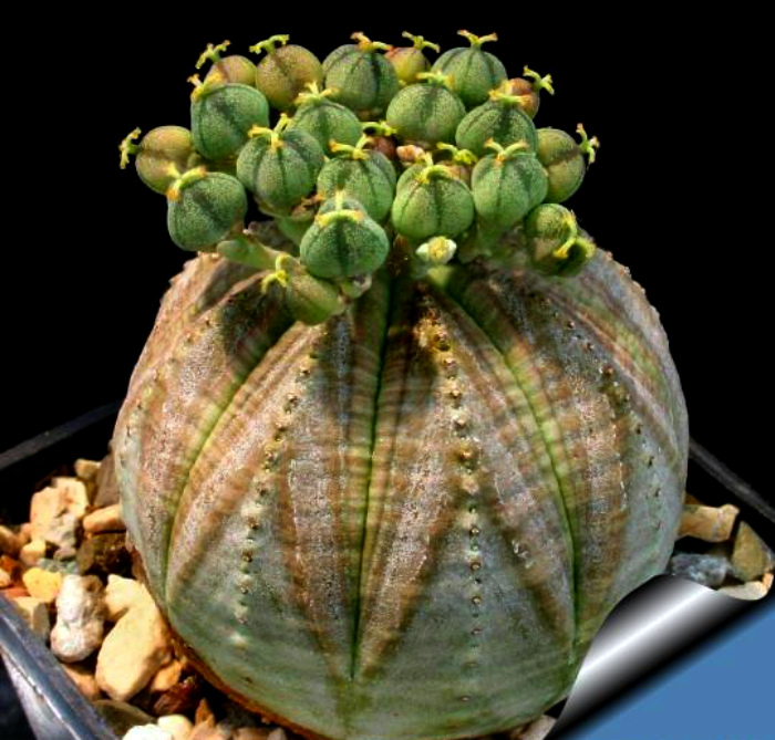 Многолетнее суккулентное растение необычной формы.