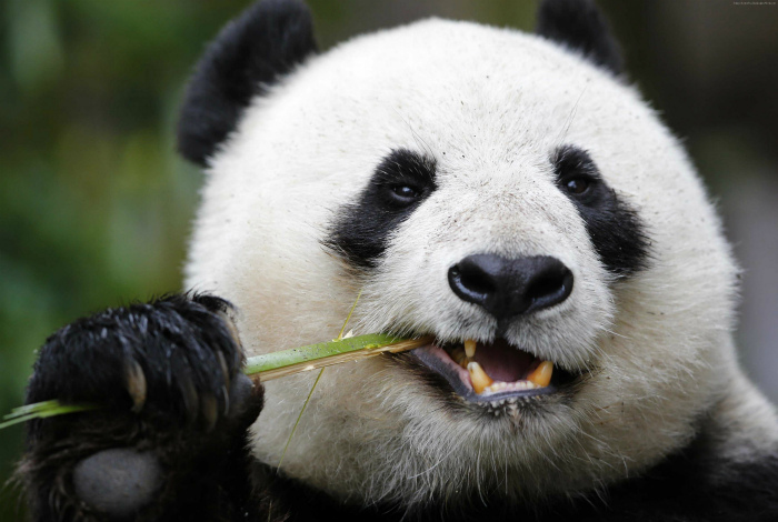 В рационе панды один бамбук. | Фото: WallpaperBetter.