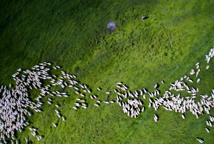 Овцы среди зелени.