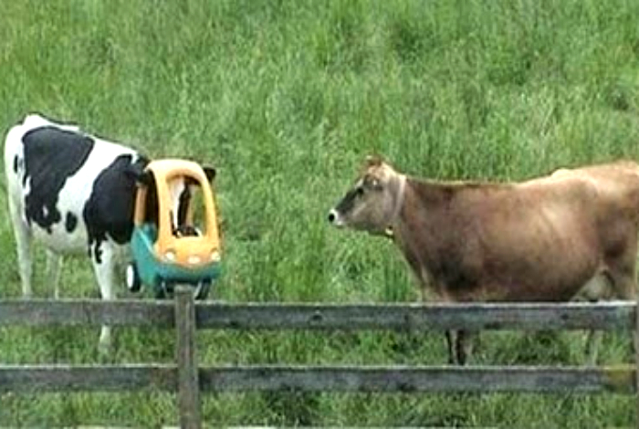 Кажется, эта корова съела какую-то не хорошую траву.