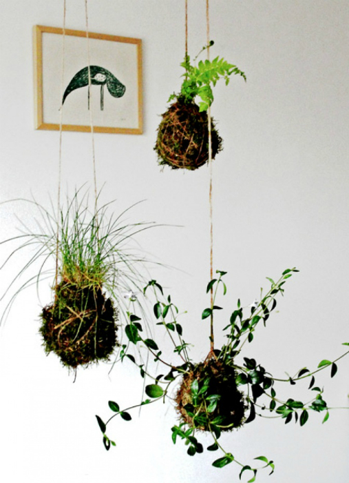 Растения, подвешенные к потолку на нитях.