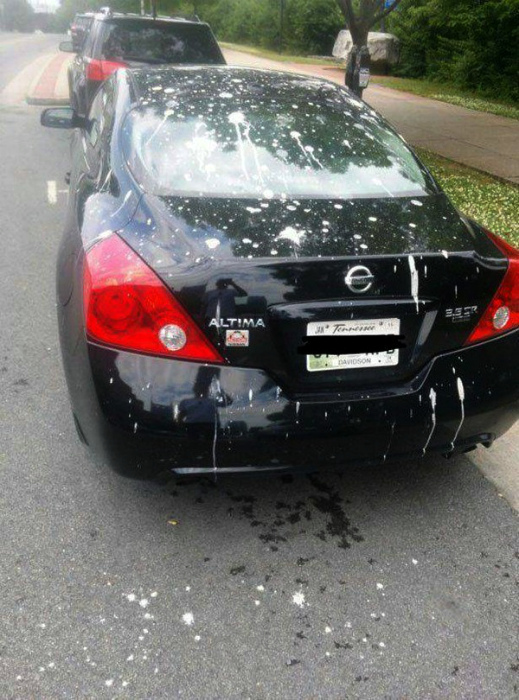 За что птицы так невзлюбили мою машину? | Фото: Фишки.нет.