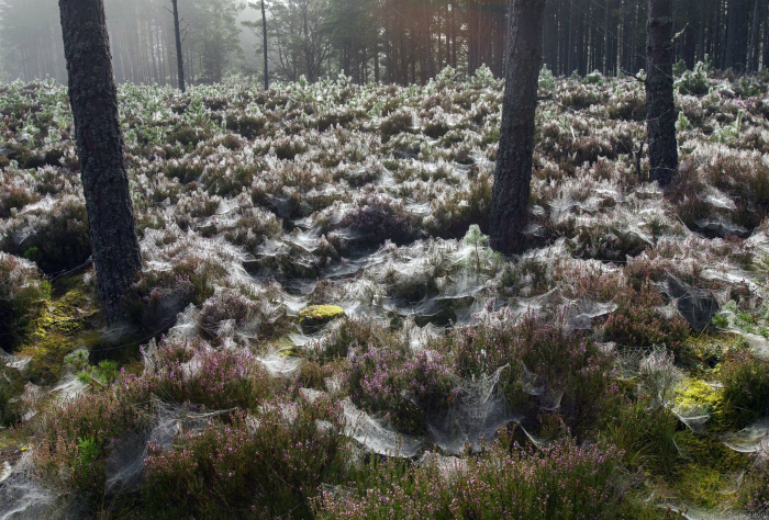 Лес Абернети в Шотландии, окутанный паучьими паутинами.