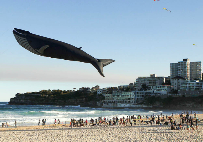 Жители Сиднея запустили в воздух воздушный змей в виде касатки, на ежегодном Фестивале ветров.