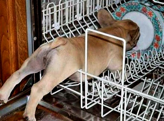 «Помогаю посудомоечной машине!» | Фото: Joinfo.