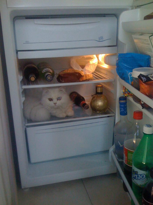 Положите кота в холодильник, чтоб не испортился! | Фото: Bored Panda.