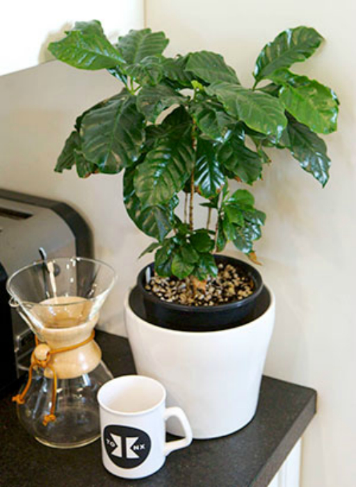 Домашнее кофейное дерево для заядлых кофеманов.