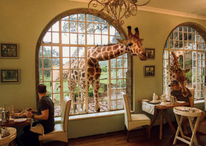 Ресторан с жирафами в Кении.