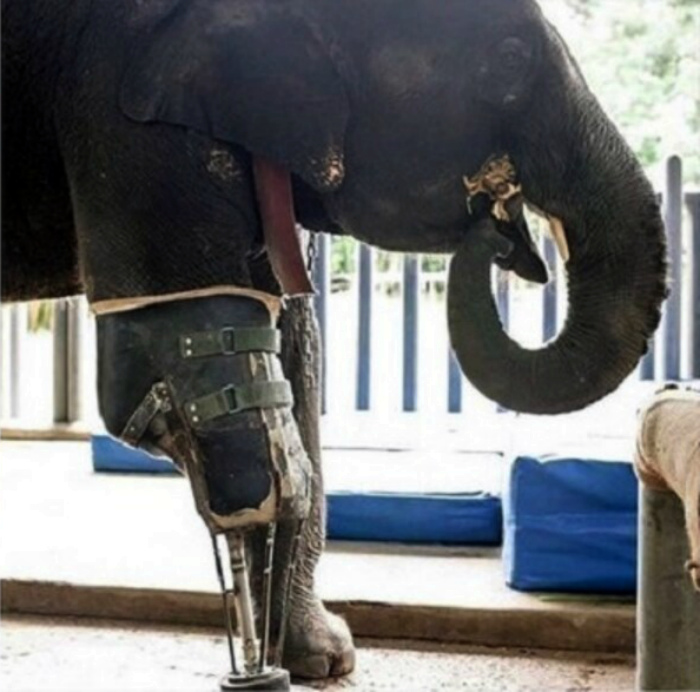 Протез для слона. | Фото: Pinterest.