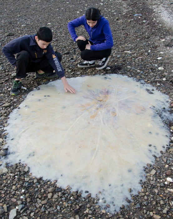 Огромная медуза.