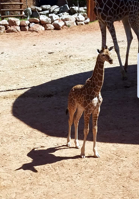 Жираф-единорог.
