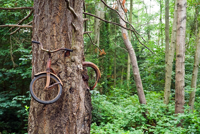 Дерево и велосипед.