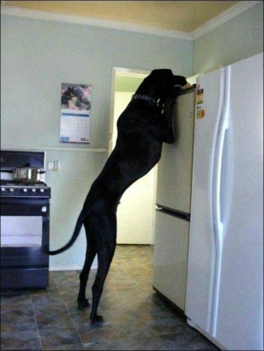 Самая большая в мире собака.