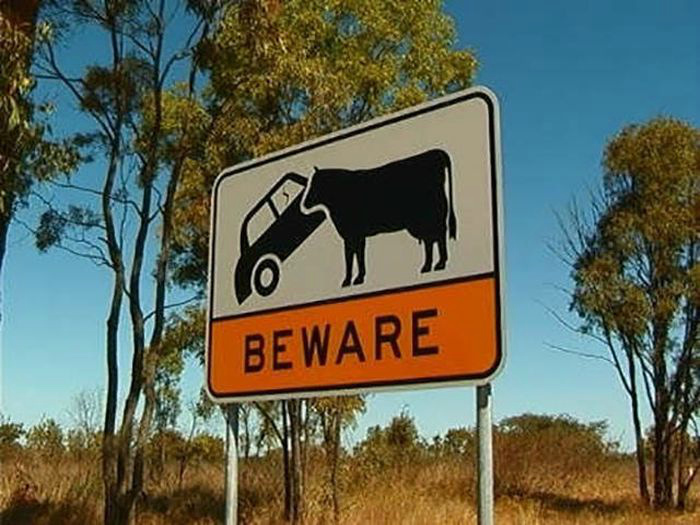 Берегитесь коров, нарушающих ПДД! | Фото: МирТесен.
